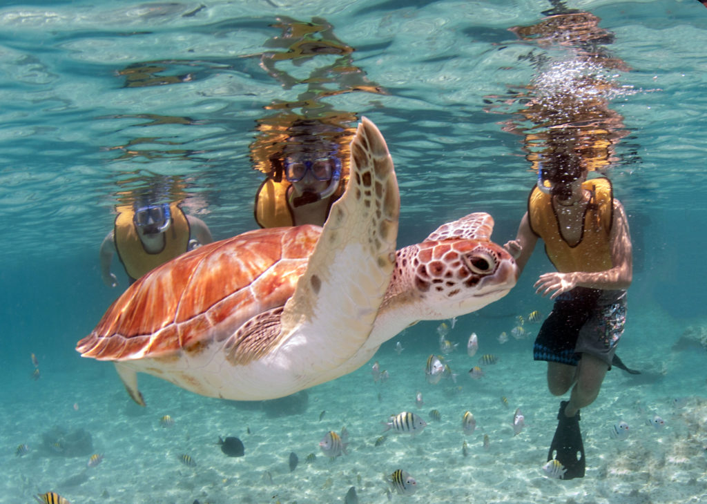 snorkeling with turtles during a private catamaran charter in riviera maya, mexico