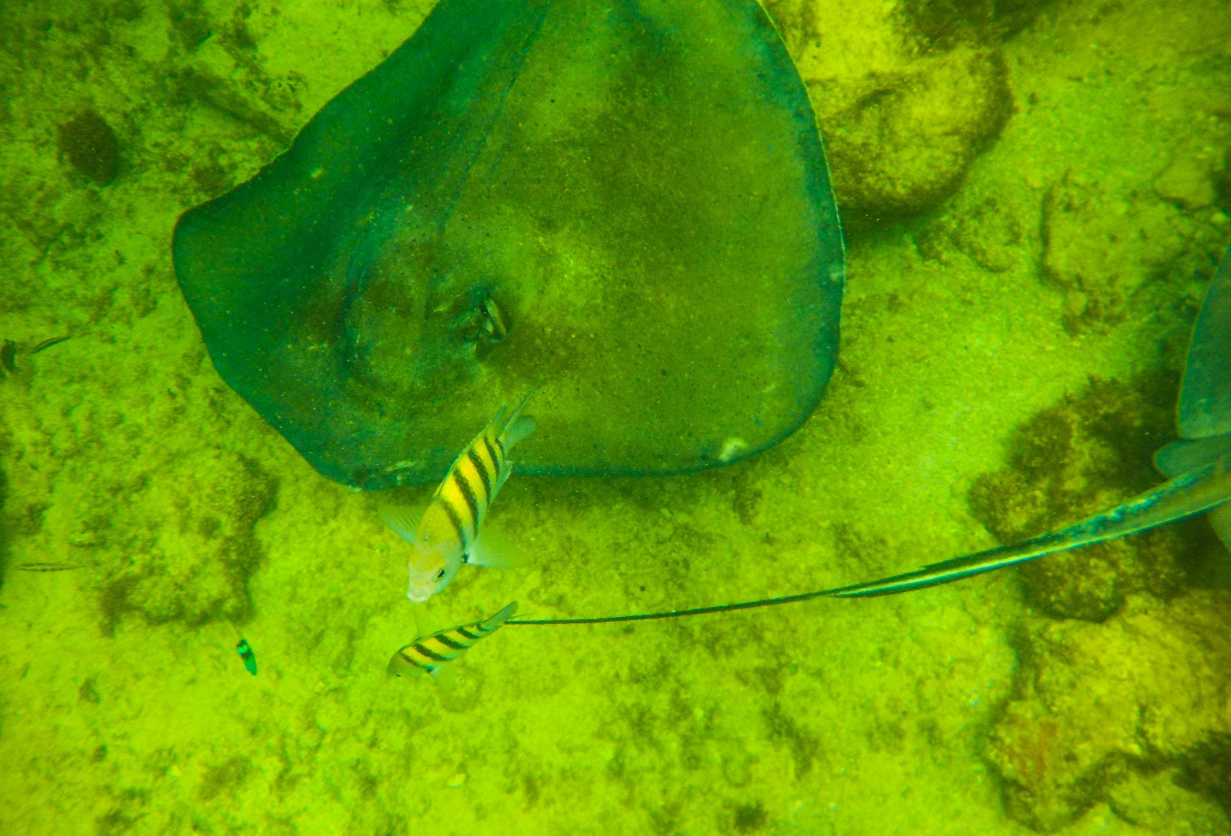 searay at snorkeling tours in playa del carmen