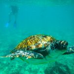Swimming with turtles in playa del carmen, riviera maya, mexico