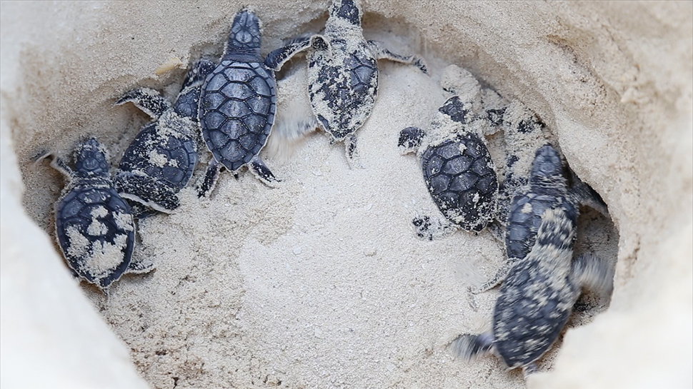 baby turtles in riviera maya, mexico