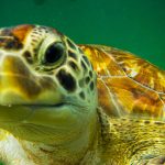 turtle at sorkeling tour playa del carmen riviera maya