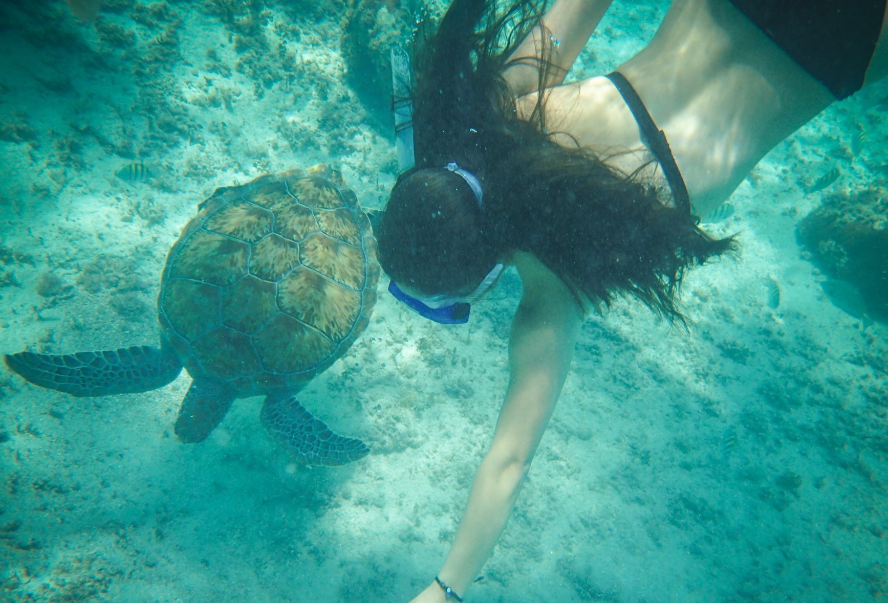 swimming with sea turtles