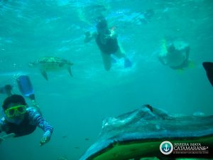 snorkeling with sea rays