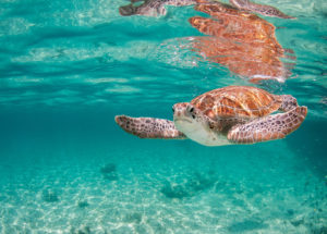 Swimming with Sea Turtles Puerto Morelos