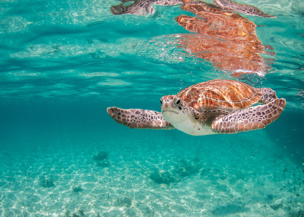 swimming with sea turtles