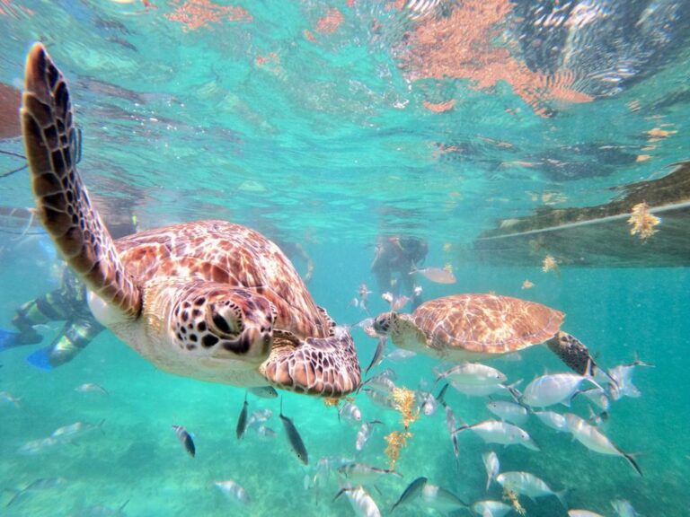 Akumal Turtles