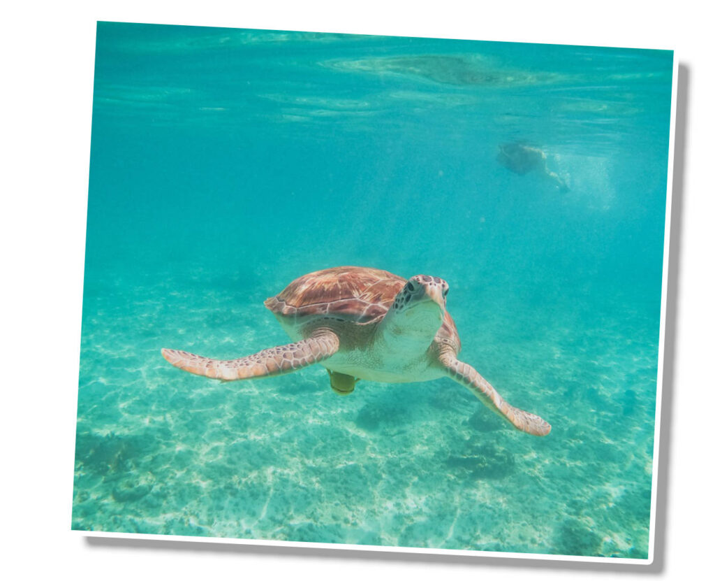 puerto aventuras reef