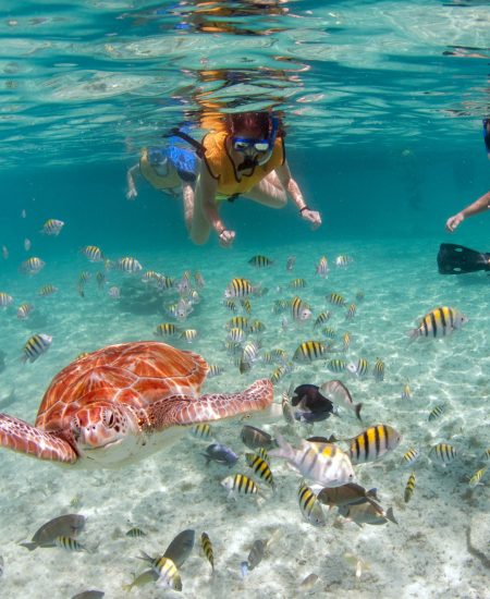 Swimming with turtles