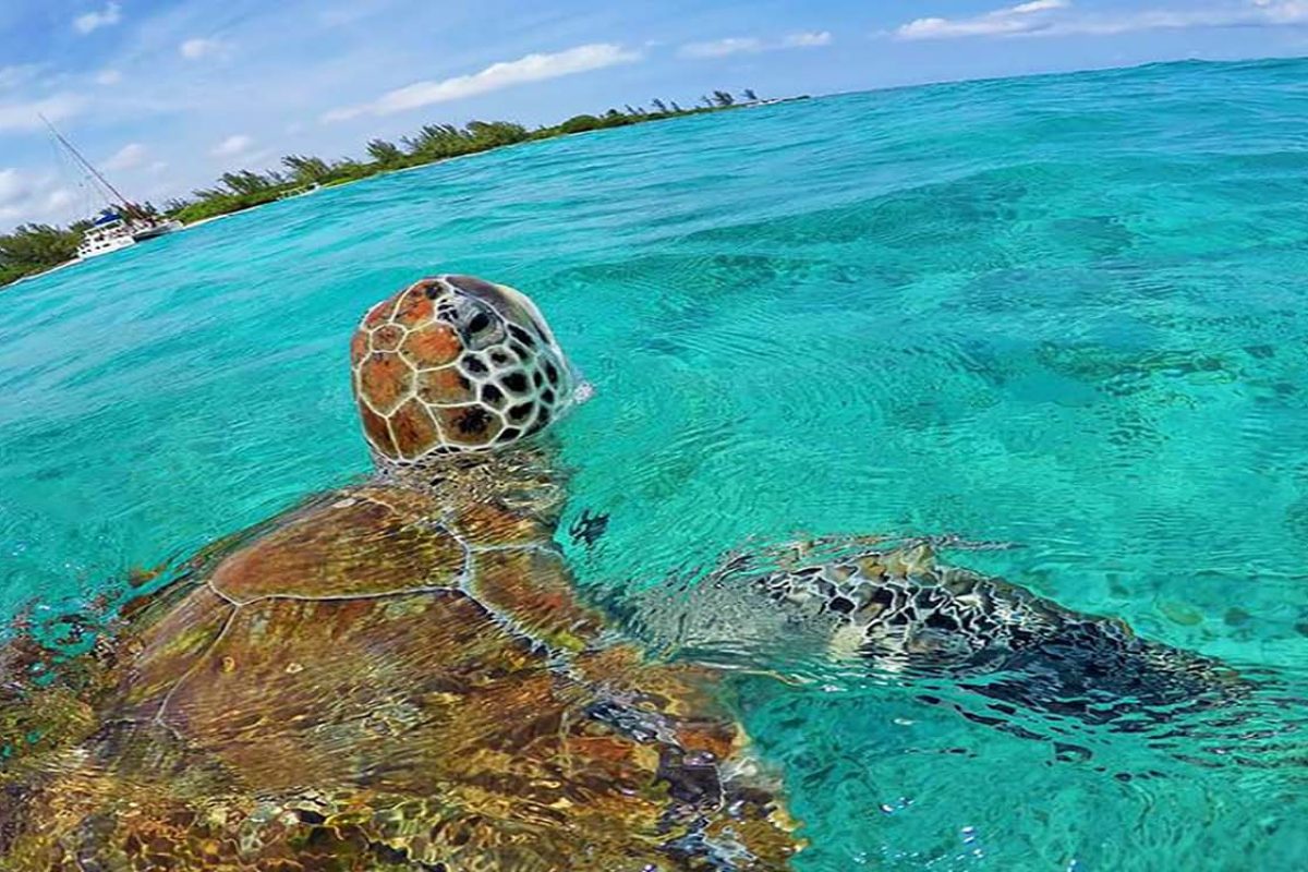 turtle in the Caribbean ocean snorkeling from luxury catamaran rental