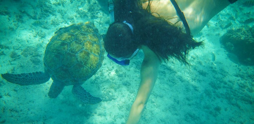 snorkeling with turtles in riviera maya, mexico